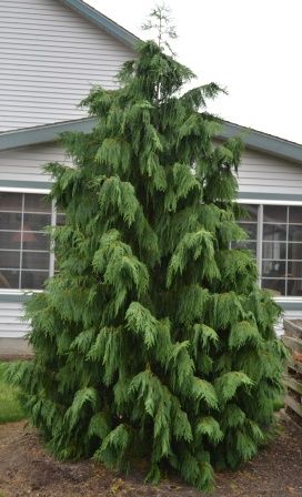 Landscape Shrubs, Front Of A House, Evergreen Landscape, Conifers Garden, Landscaping Trees, Evergreen Garden, Privacy Landscaping, Front Landscaping, Garden Shrubs