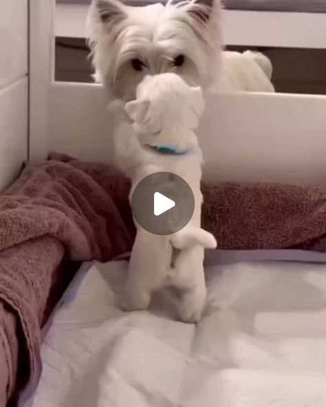 Westy Dogs, Puppy Videos Cutest, Funny Westies, Cute Doggies, Puppies Cutest, Cute Dog Videos, Cute Fluffy Puppies, Puppy Videos, Cute Fluffy Dogs