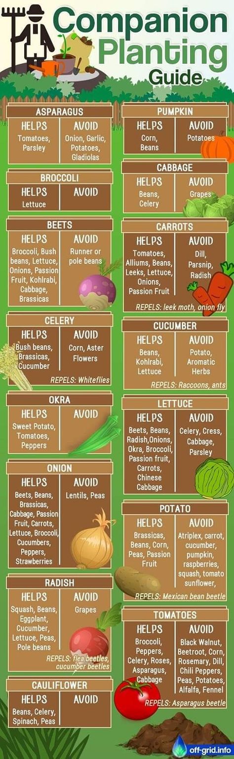 Companion Planting Guide, Gemüseanbau In Kübeln, Companion Gardening, Garden Companion Planting, Planting Guide, Vegetable Garden Planning, Vegetable Garden Diy, Backyard Vegetable Gardens, Garden Veggies