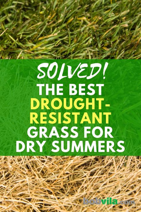 Solved! The Best Drought-Resistant Grass for Dry Summers Best Grass Seed Lawn, Best Grass For Shade, Zoysia Grass Seed, Drought Resistant Grass, Porch And Deck Ideas, Drought Tolerant Grass, Front Porch Curb Appeal, Best Grass Seed, Porch Curb Appeal