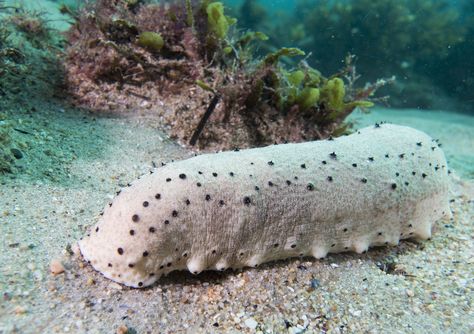 Sea Cucumbers, Sea Cucumber Drawing, Sea Slug Aesthetic, Coral Reef Drawing, Sea Slug Mermaid, Deep Sea Life, Sea Life Creatures, Brittle Star, Weedy Sea Dragon