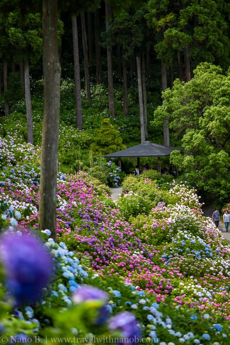 chiba-hydrangea-garden-18 Bush Plant, Hydrangea Colors, Pine Trees Forest, Hydrangea Garden, Landscape Inspiration, Annual Flowers, Tall Trees, Rainy Season, Tree Forest