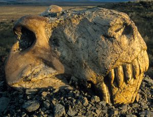 Stunning fossils: The seven most amazing ever found - New Scientist Permian Period, Mass Extinction, Prehistoric World, Ancient Animals, Extinct Animals, Dinosaur Fossils, Prehistoric Creatures, Animal Species, Prehistoric Animals