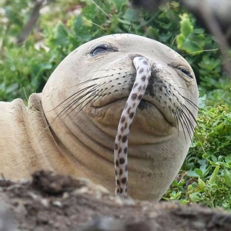 Whats that guy doing in our seal dude's nose? ... Animal Mashups, Hawaiian Monk Seal, Seal Face, Monk Seal, A Seal, Wild Dogs, Make Good Choices, Weird Creatures, Pet Puppy