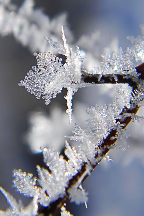 Jack Frost Aesthetic, Dark Frost Aesthetic, Morning Frost Aesthetic, Frost Drawing, Frost Aesthetic, Frost Nature, Hoar Frost Photography, Frost Fairy, Frost Flower