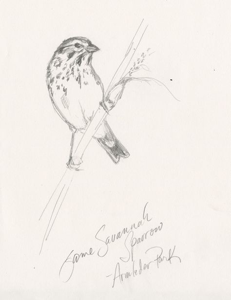 Red and the Peanut: Painting and drawing Savannah Sparrows...and ... Bird Drawing Easy, Watercolor Birds Tutorial, Drawing Easy Pencil, Simple Bird Drawing, Shading Pencil, Sparrow Drawing, Sparrow Tattoo Design, Drawing S, Sparrow Art