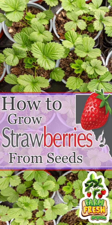 how to grow strawberries from seeds Strawberry From Seed, Growing Strawberries Indoors, Strawberry Seedlings, Growing Strawberries In Containers, How To Grow Strawberries, Strawberries In Containers, Strawberry Seeds, Seeds Growing, Grow Strawberries