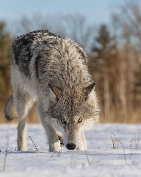 Wolf by © cjm_photography Wolves Art, Lone Wolf Quotes, Wolf Poses, Wolf World, Wolf Husky, Wolf Images, Wolf Photography, Wolf Photos, Timber Wolf