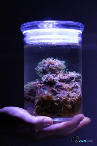 A Low Maintenance/self Sustaining Saltwater Ecosystem: 4 Steps Salt Water Aquarium, Saltwater Aquarium Setup, Saltwater Aquarium Fish, Amazing Aquariums, Saltwater Fish Tanks, Self Sustaining, Salt Water Fish, Saltwater Tank, Marine Aquarium