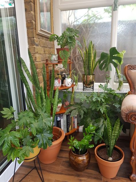 Plants houseplants vintage victorian conservatory sunroom Victorian Sunroom, Victorian Parlour, Edwardian Conservatory, Sunroom Inspiration, Patio Aesthetic, Conservatory Plants, Sunroom Office, Victorian Parlor, Plant Room