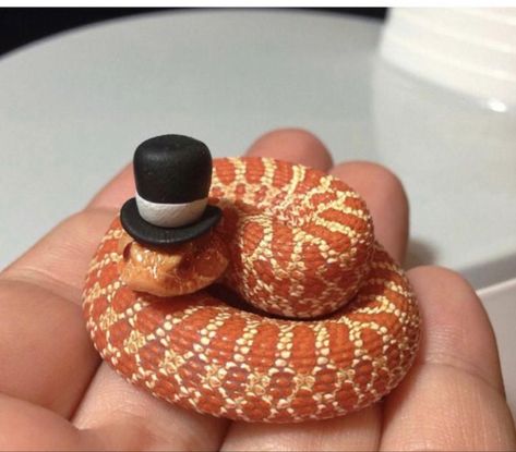 Snakes With Hats, Pretty Snakes, Birthday Cake Decorating Ideas, Say No More, Cute Reptiles, Cute Snake, Pet Snake, Cake Decorating Ideas, Creative Birthday