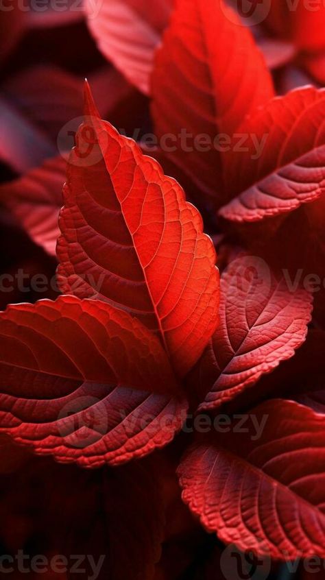 Red leaf wallpaper background. AI Generated Red Leaves, Leaf Wallpaper, Free Stock Photos, Wallpaper Backgrounds, Royalty Free Stock Photos, Stock Photos, Plants, Red