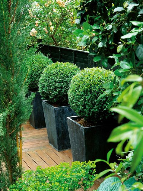 Large flower pots can add dramatic style to your garden. Boxwood Landscaping, Large Garden Pots, Ideas Terraza, Black Fence, Beautiful Front Doors, Hgtv Garden, Black Planters, Large Flower Pots, Patio Pots