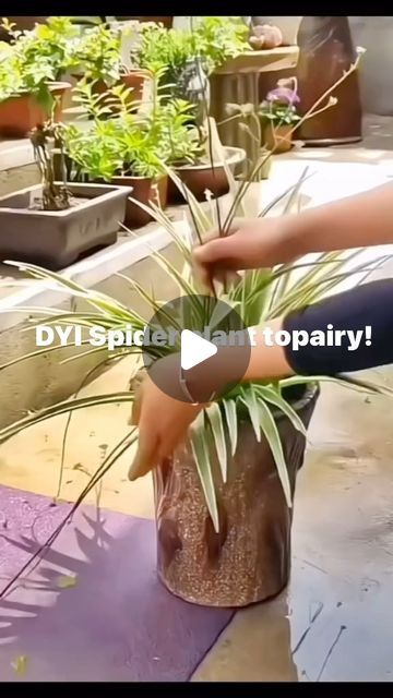 Spider Plant Topiary, Spider Plant Decor Ideas, Purslane Plant, Easy Floral Arrangements, Plant Topiary, Spider Plant Babies, City Kitchen, Topiary Diy, Topiary Plants