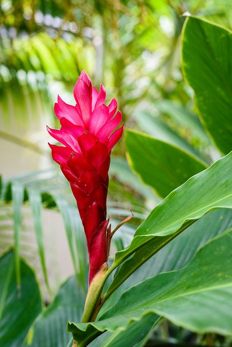 Red Ginger Plant, Ginger Plants, Ginger Plant, Red Ginger, Watercolor Tips, Garden Parasols, Keys Wedding, Tropical Escape, Garden Greenhouse