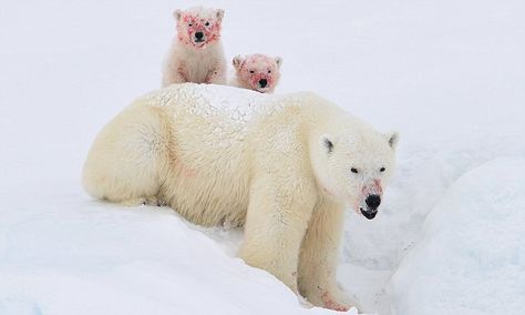 Pictures show polar bear and her cubs with blood over their faces Baffin Island, Crafts Animals, Quotes Light, Aesthetic Forest, Wild Kingdom, Animals Pictures, Photography Makeup, Bear Pictures, Makeup Quotes