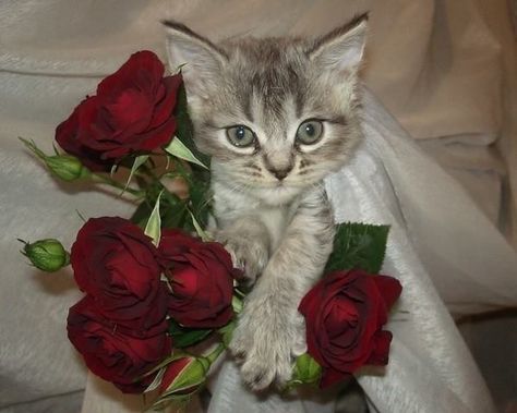 Gatito con flores Cat Litter, A Cat, Red Roses, Roses, Flowers, Green, Red