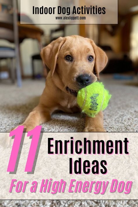 high energy dog activities | high energy dog tips | high energy dog breeds | high energy dog enrichment | high energy dog indoor activities | indoor dog activities exercise | indoor dog activities rainy day Indoor Dog Exercise Ideas, Indoor Puppy Games, Inside Dog Activities, Mental Activities For Dogs, High Energy Dogs Tips, Indoor Enrichment For Dogs, Entertain Dogs Indoors, Enrichment For Puppies, Indoor Dog Games Activities