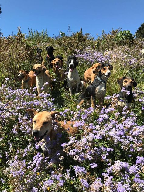 Dogs On Adventures, Dogs In Garden, Rescue Dog Aesthetic, Dog Rescue Aesthetic, Animal Sanctuary Aesthetic, Dog Sanctuary Ideas, Animal Sanctuary Ideas, Fostering Animals, Animals Sanctuary