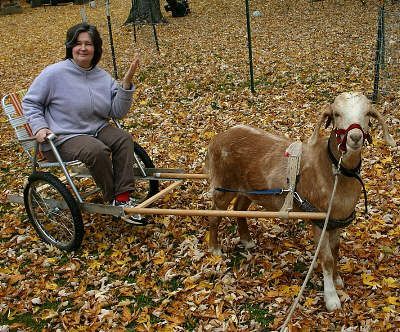 Goat Harness, Goats As Pets, Goat Cart, Goat Shelter, Dog Trailer, Goat Care, Goat Barn, Raising Goats, Pull Cart