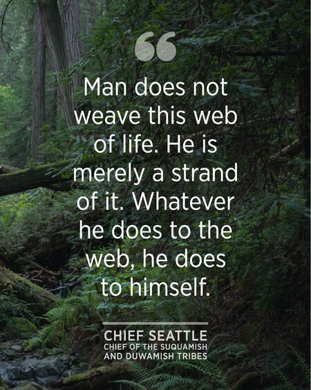 Inspiring Nature Quotes from Indigenous Leaders | Golden Gate National Parks Conservancy Indigenous Quotes, Leaders Quotes, Chief Seattle, Inspiring Nature, John Muir Quotes, About Mother, Nature And Animals, Native American Heritage Month, Life Learning