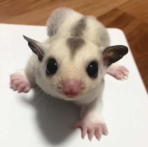 Sugar Glider Drawing, Glider Tattoo, Sugar Glider Cute, Cute Sugar Glider, Sugar Glider Pet, Sugar Glider Cage, Cute Animal Tattoos, Tattoo Nature, Animal Rescue Center