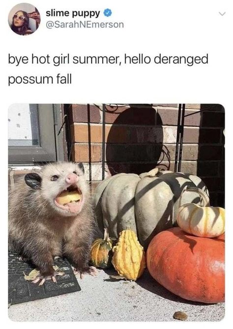 20 Possum Memes You Had No Idea You Needed Possum Party, Possum Memes, Trash Pandas, Awesome Possum, Street Cats, Hot Girl Summer, Magnum Opus, Meme Lord, Jrr Tolkien