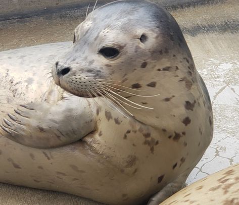 Seal Aesthetic, Harbour Seal, Club Drawing, Grey Seal, Harp Seal, Harbor Seal, Cute Seals, Seal Pup, Animal References