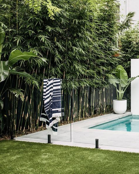 HARRISONS on Instagram: “This pleached Bamboo makes the perfect green boundary next to a small pool in this small backyard.” Landscaping Around Pool, Tropical Pool Landscaping, Pool Plants, Bamboo Trees, Tropical Garden Design, Swimming Pool Landscaping, Tropical Backyard, Pool Landscape Design, Tropical Pool