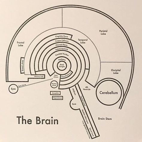 Biopsychology Aesthetic, Neurosurgery Aesthetic, Neuropsychology Aesthetic, Neuroscience Aesthetic, Brain Infographic, Brain Aesthetic, Brain Graphic, Psychology Notes, Medical School Life