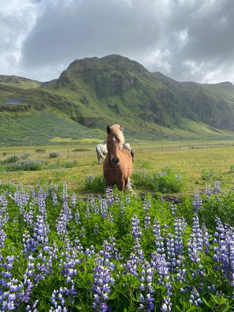 Iceland In Spring, Iceland Trip Aesthetic, Living In Iceland Aesthetic, Nordic Countries Aesthetic, Iceland Summer Aesthetic, Iceland Aesthetic Summer, Iceland Living, Aesthetic Iceland, Iceland Horses