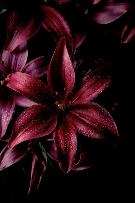 Maroon Aesthetic, Burgundy Aesthetic, Lily Wallpaper, 2024 Moodboard, Red Vines, Red Lily, Red Plants, Fun Moments, Dark Flowers