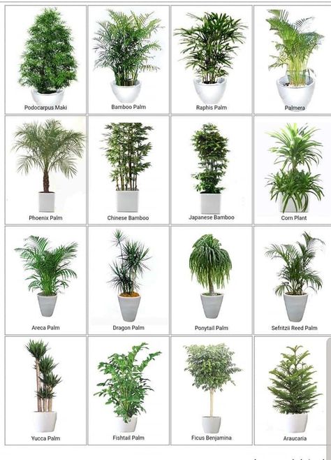 Air Cleaning Plants, Modern Hallway Ideas, Indoor Plant Wall, Tropical Garden Design, Front Garden Landscape, Entrance Modern, Hanging Plants Indoor, Hallway Ideas Entrance, Modern Hallway