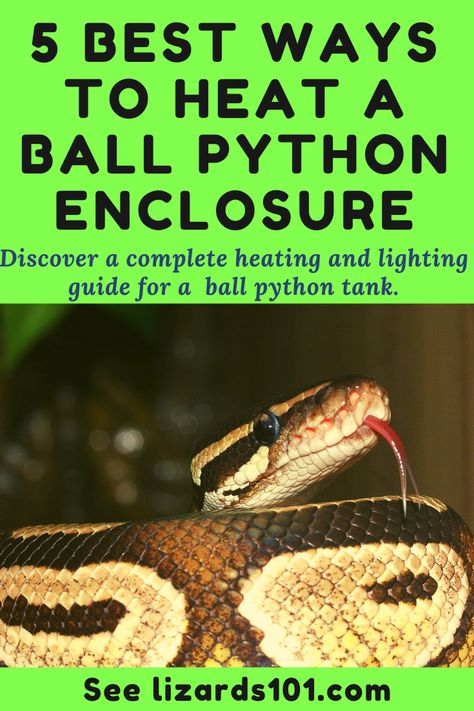 Ball Python Enclosure Ideas Cute, Snake Enclosure Ideas Ball Python Diy, Diy Ball Python Terrarium, Ball Python Enrichment Ideas, Ball Python Enclosure Ideas Diy, Ball Python Setup, Hall Python Enclosure, Diy Ball Python Enclosure, Snake Enclosure Ideas Ball Python