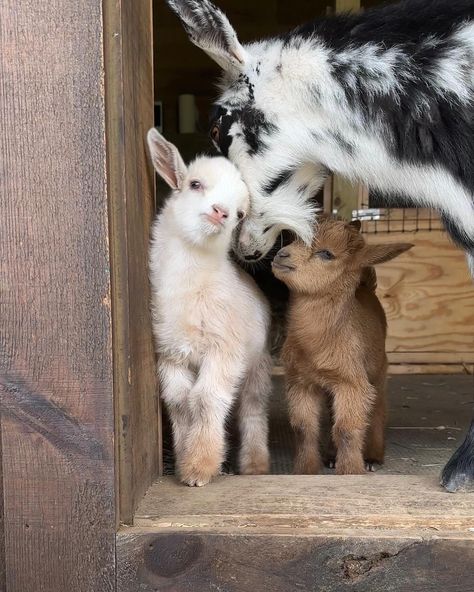 Mom goat and two baby goats in front of barn Baby Goats Aesthetic, Baby Goat Pictures, Fluffy Goat, Cute Baby Goats, Pet Goats, Farmhouse Animals, Mini Goats, Pygmy Goat, Baby Farm Animals