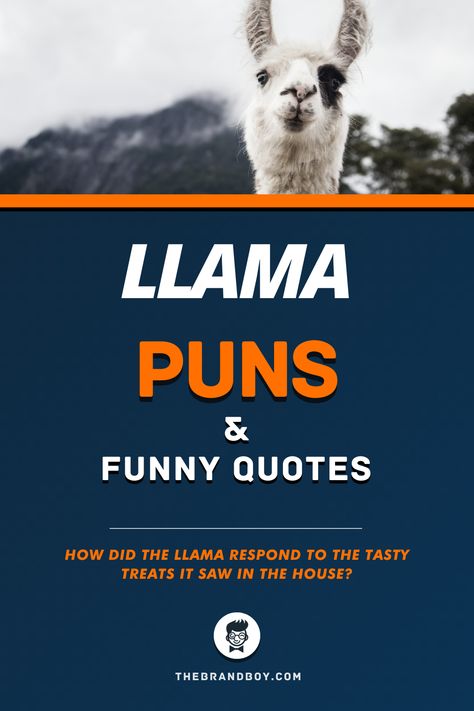 Llamas are the most adorable animals found in the western country and they work, they are sort of camels hippie sibling and they are free spirits, they are quite peculiar when it comes to communicating with other animals as they kind of humm.  #FunnyQuotes #puns #Funnypuns #LlamaPuns Llama Quotes Funny, Llama Sayings, Llama Quotes, Llama Jokes, Funny Llama Pictures, Llama Quote, Llama Puns, Llama Pictures, Led Zeppelin Songs