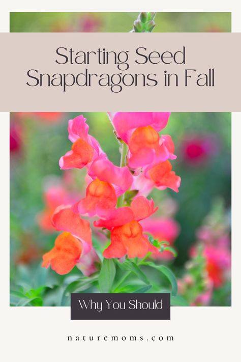 Best snapdragon varieties, Caring for overwintered snapdragons, Choosing the right snapdragon seeds, Cool season annuals, Garden flowers for fall planting, Gardening with snapdragons, Growing snapdragons from seed, How to grow snapdragons from seed, Overwintering snapdragons, Snapdragon care guide, Snapdragon planting tips, Snapdragon varieties, Snapdragons as cool-season flowers, Snapdragons for fall planting, Soil preparation, Sowing snapdragon seeds, Springtime snapdragon blooms How To Grow Snapdragons, Snapdragon Varieties, Growing Snapdragons, Snapdragon Seeds, Flowers For Fall, Seed Growing, Snap Dragon, Snapdragon Flowers, Fall Planting