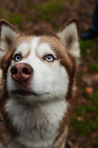 Husky Brown, Brown Husky, Surprised Dog, Animal Noses, Basenji Dogs, White Husky, Painting References, Papillon Dog, Cute Husky