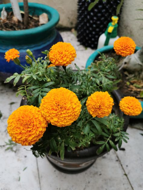 Gardening Tools Names, Marigold Flowers, Starting A Vegetable Garden, Marigold Flower, Gardening Gloves, Easy Garden, Home Flowers, Garden Diy, Gardening For Beginners