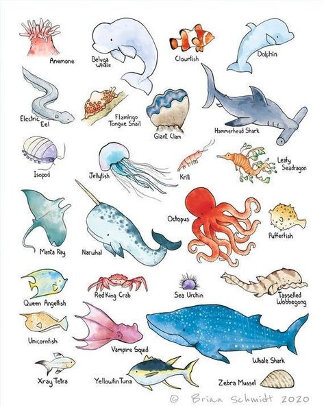 Colorful Sea Animals, Marine Bio Drawing, Ocean Animals Poster, Under Sea Animals, Under Water Animals Drawing, See Creatures Drawing, Ocean Life Doodles, Cute Sea Life Drawings, Paintings Of Sea Creatures