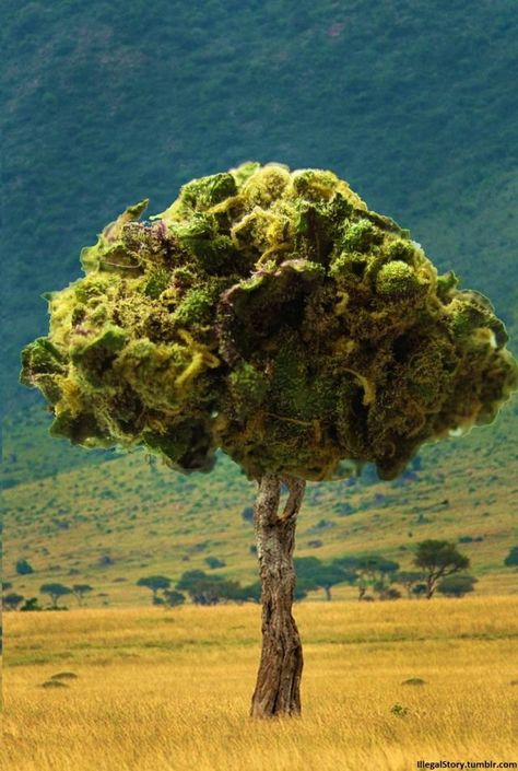 . Beautiful Tree, Go Green, A Tree, Jamaica, Oregon, Seeds, Herbs, Florida, Media