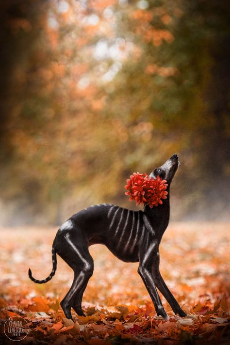 Photoshoot With Dog, Halloween Dogs, Creative Grooming, Dog Skeleton, Halloween Idea, Dog Photoshoot, Hair Dyes, Beautiful Halloween, Dog Halloween Costumes