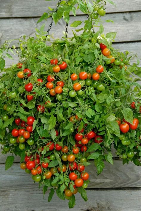 Tomato Hanging Basket, Plants For Hanging Baskets, Garden Makeover, Trailing Plants, Veg Garden, Home Vegetable Garden, Tomato Seeds, Hydroponic Gardening, Garden Layout