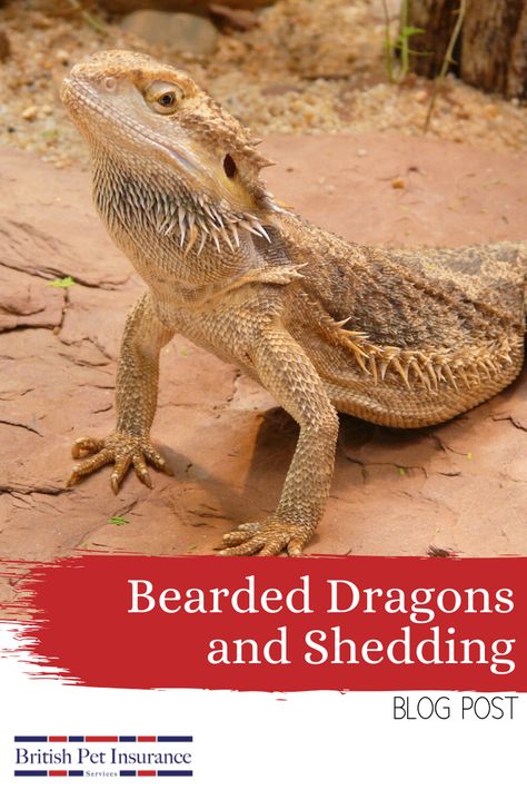 Bearded Dragon Shedding, Bearded Dragon Names, Bearded Dragon Toys, Shedding Skin, Cute Bearded Dragon, Bearded Dragon Tattoo, Dragon Facts, Dragon Terrarium, Bearded Dragon Diy