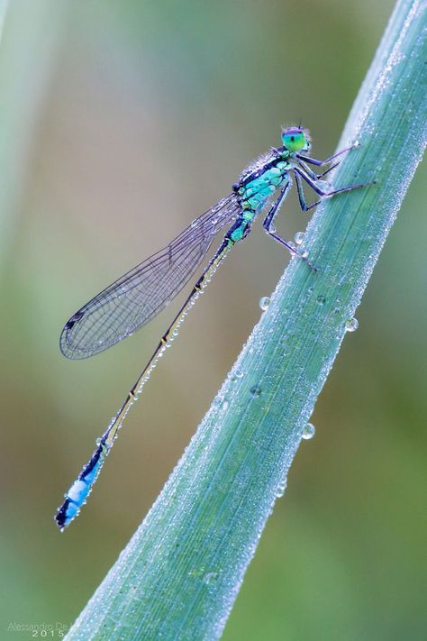 Dragonfly Photos, Foto Macro, Dragon Flys, Dragonfly Insect, Dragonfly Dreams, Cool Bugs, Blue Dragonfly, Dragonfly Art, Dragonfly Tattoo