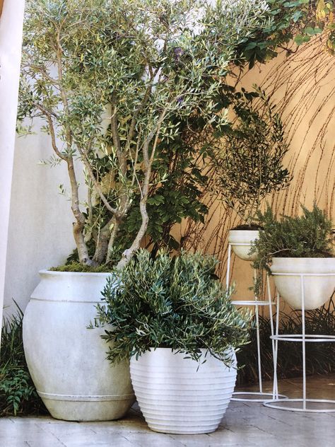 Big Potted Plants, Outdoor Plant Pots, Front Door Plants, Front Door Planters, Potted Olive Tree, Big Planters, Spanish Garden, Balcony Planters, Porch Flowers