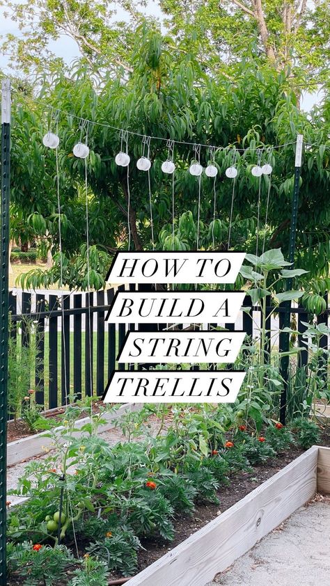 String Trellis, Tomato String Trellis, Tomato Trellis Raised Bed, Tomatoe Plant Support Trellis Ideas, String Trellis For Tomatoes, How To Stake Tomato Plants, Tension Wire Trellis, Vertical Trellis, Vegetable Trellis