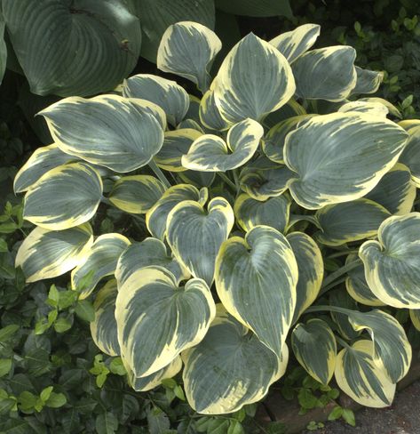 15 Impossible-to-Kill Outdoor Plants | If you’re dealing with a backyard that’s both shady and dry, the hosta is one of the few plants that will be happy to call it home. Growing to about 16 inches tall and 30 inches wide, a group of hostas can help fill the space in a low-light garden.  #gardening #outdoorplants #hardyplants #realsimple Plants That Repel Bugs, Outdoor Gardens Landscaping, Chicago Botanic Garden, Gardening Inspiration, Cottage Rose, Backyard Gardening, Front Yards, Survival Gardening, Shade Perennials