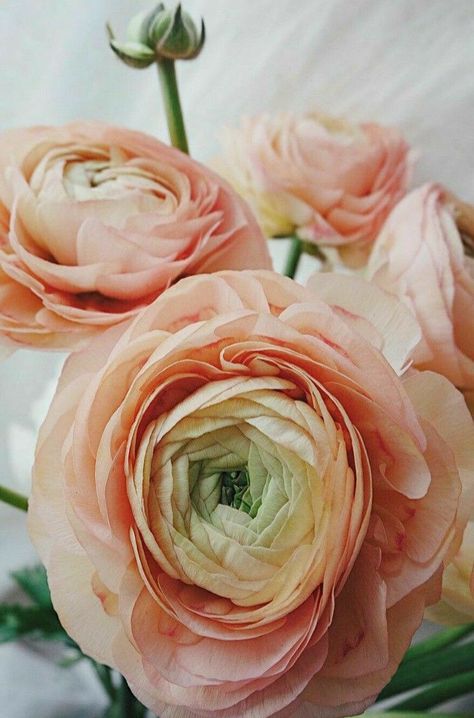 Italian Ranunculus, Queen Cosmetics, Flowers Ranunculus, Spirals In Nature, Virtual Flowers, Ranunculus Flowers, Flower Drawing Tutorials, Flower Box Gift, Floral Photo