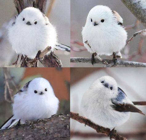 This little birdy is a Korean crow-tit and it looks like a fluffy cotton ball with tiny wings Birds Sitting, Pet Videos, White Birds, Lovely Friends, Kung Fu Panda, White Bird, Pretty Birds, Colorful Birds, Cute Birds